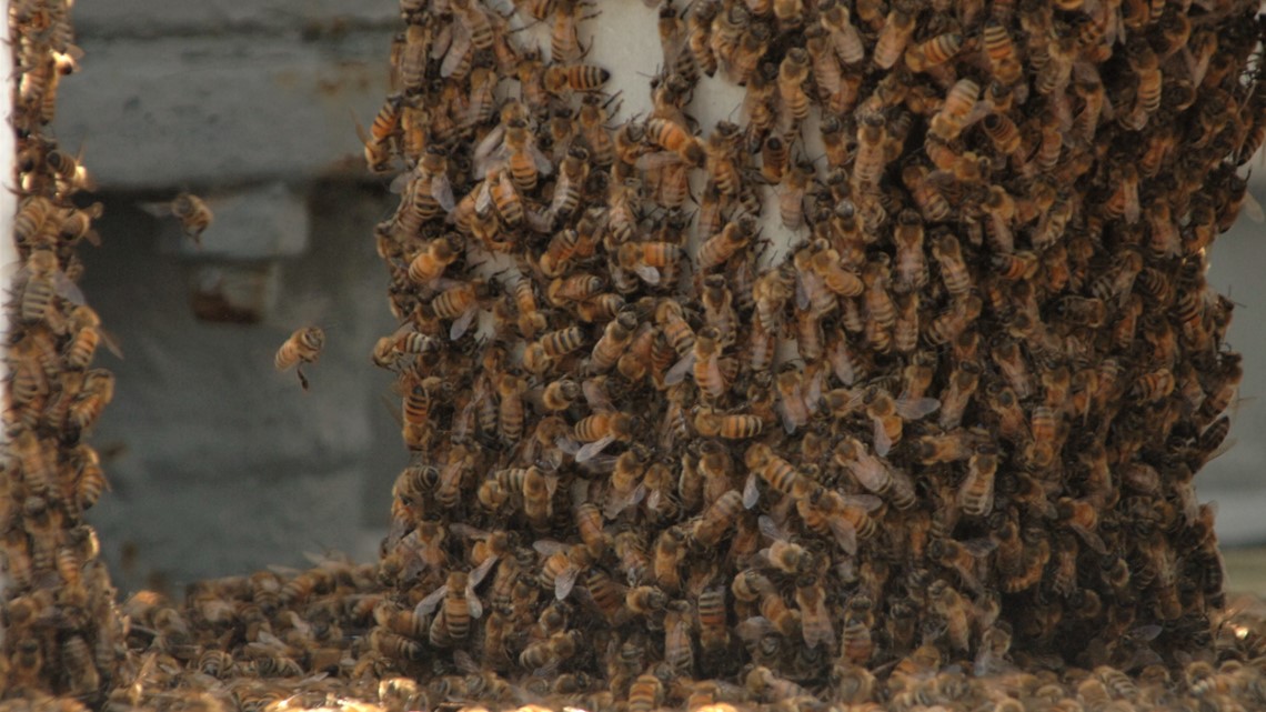 swarm of bees makes home on battleship wisconsin