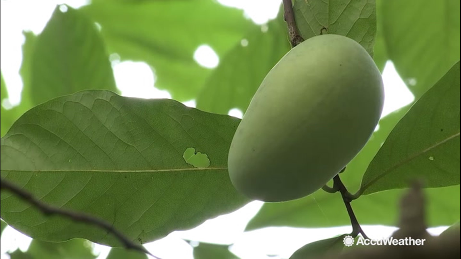 On Oct. 10, conditions were just right to help pawpaws rippen to their fullest. It's peak growing season for the fruit, which is native to places like Kalamazoo County, Michigan, seen here.