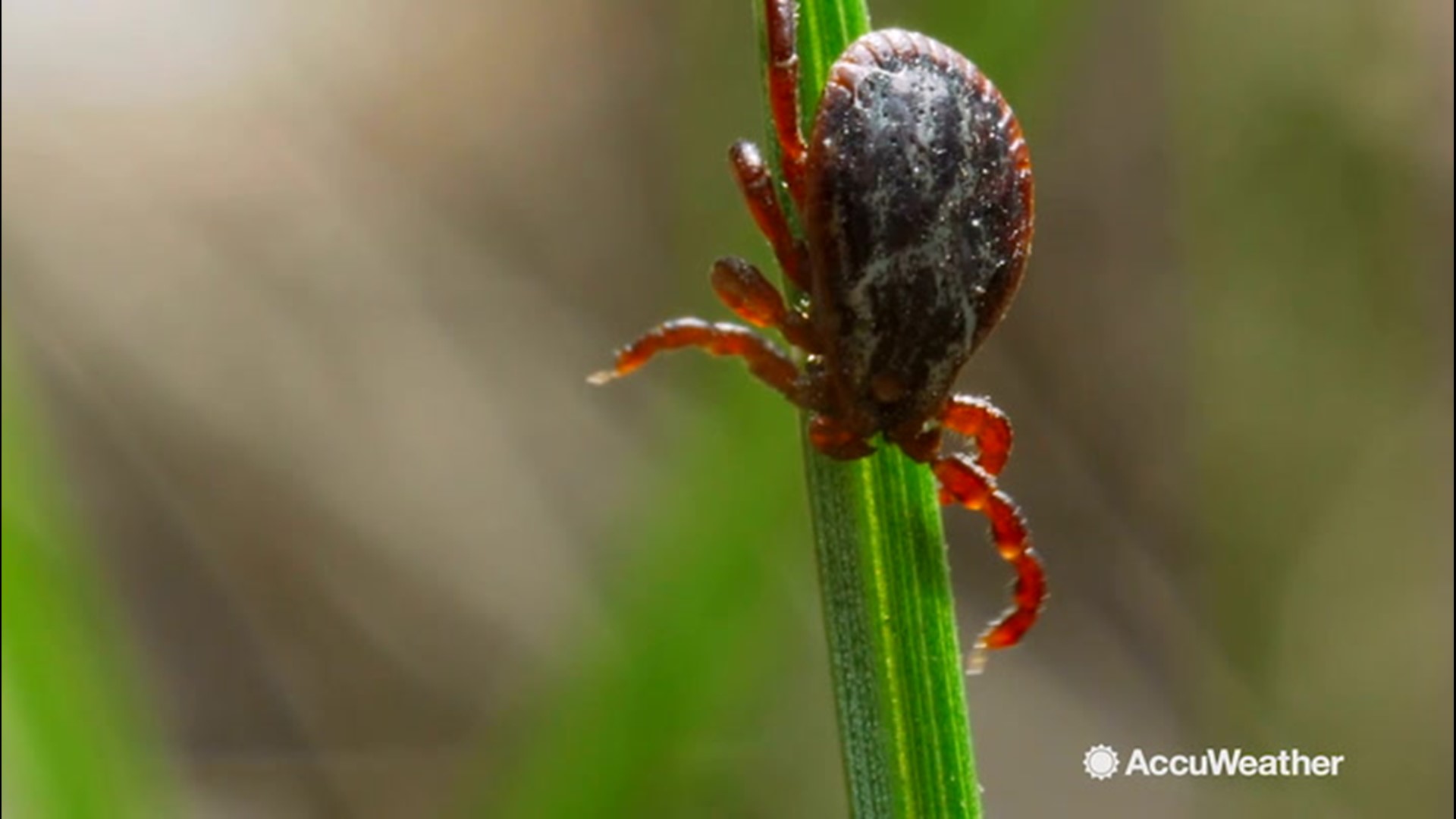 Ticks and the diseases they carry are being helped by a warmer climate, as well as more trees, deer and people. Lyme disease is the most common vector-borne disease carried by ticks, and experts say it's here to stay.