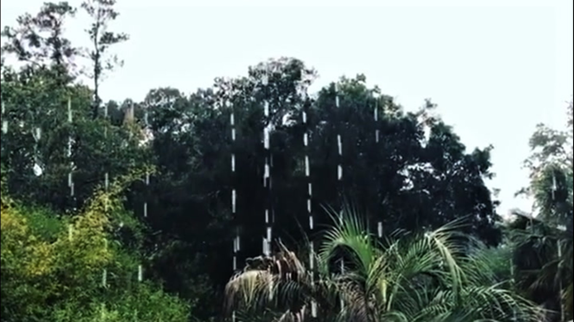 Listen to the rain come down in this backyard as storm rolls through in Jacksonville, Florida, on April 15.