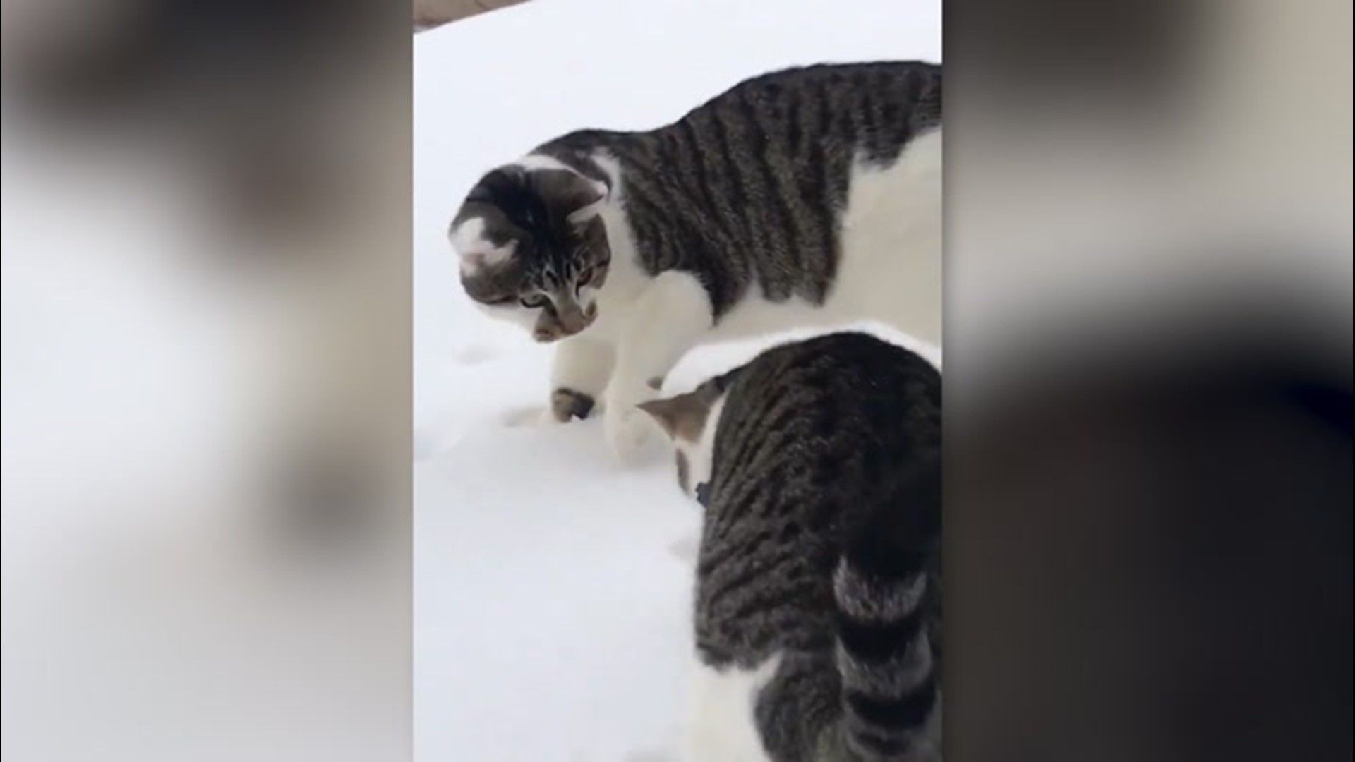 Two kittens in Colchester, Vermont, got to experience snow for their first time ever the day before Thanksgiving, taking full advantage by playing and pouncing among the powder.