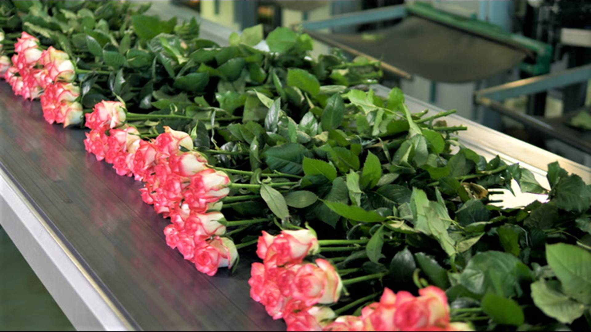 Tips For Preserving Your Valentine S Day Roses And Flower Arrangements 13newsnow Com