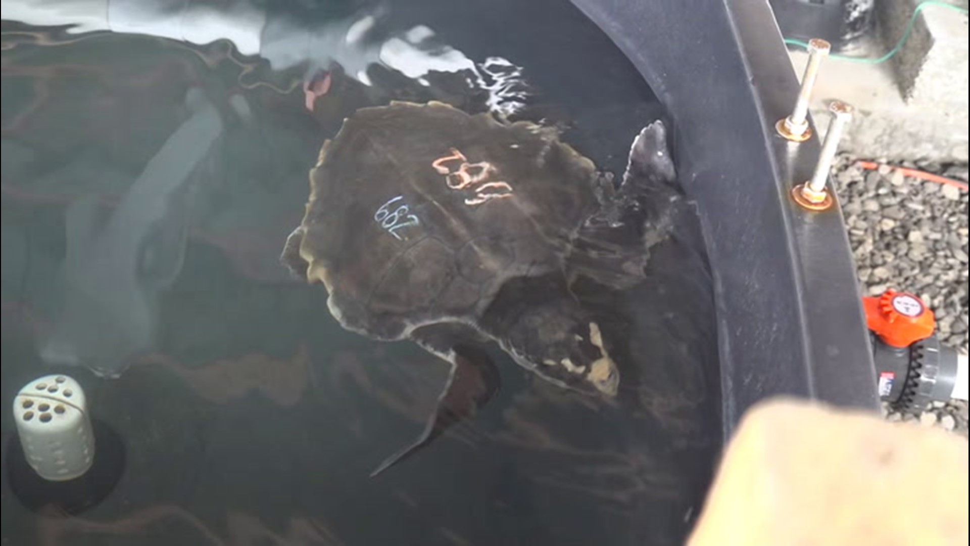 Gulf World Marine Institute in Panama City is currently treating dozens of cold-stunned sea turtles from the New England area.