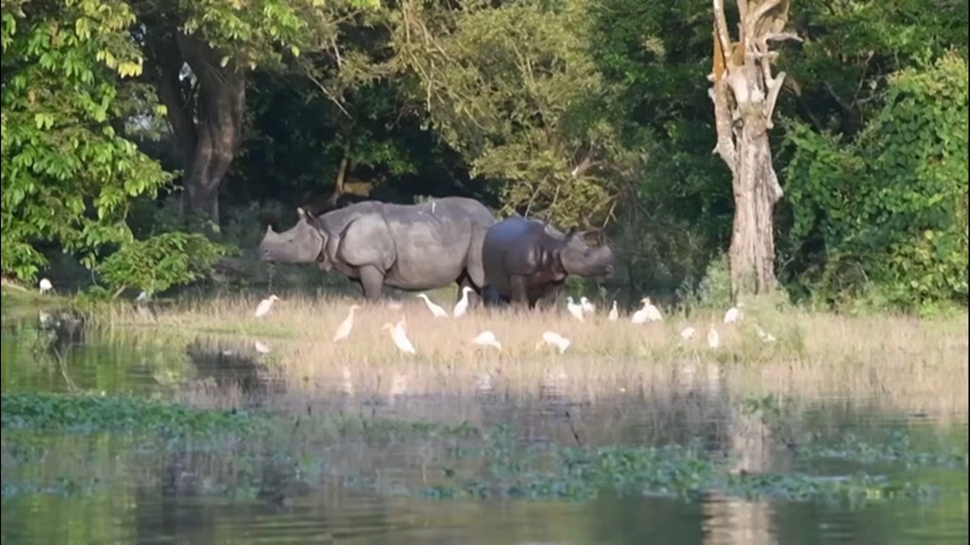 At least one rhino is dead after flash floods swept through the Pobitora Wildlife Sanctuary in Guwahati, India, on June 30.
