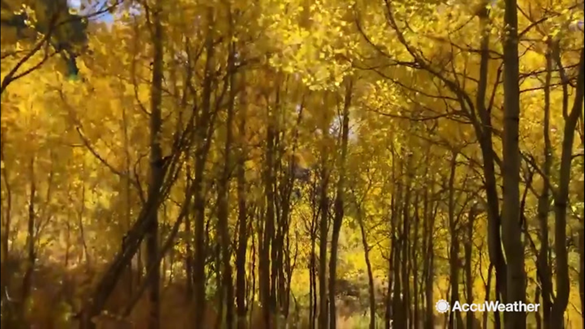 Reed Timmer is in Colorado where he's catching stunning sights of fall foliage on Oct. 1. These are Quaking Aspen trees, and the fall foliage in Brook Falls Trail looks like walking through a natural tunnel.