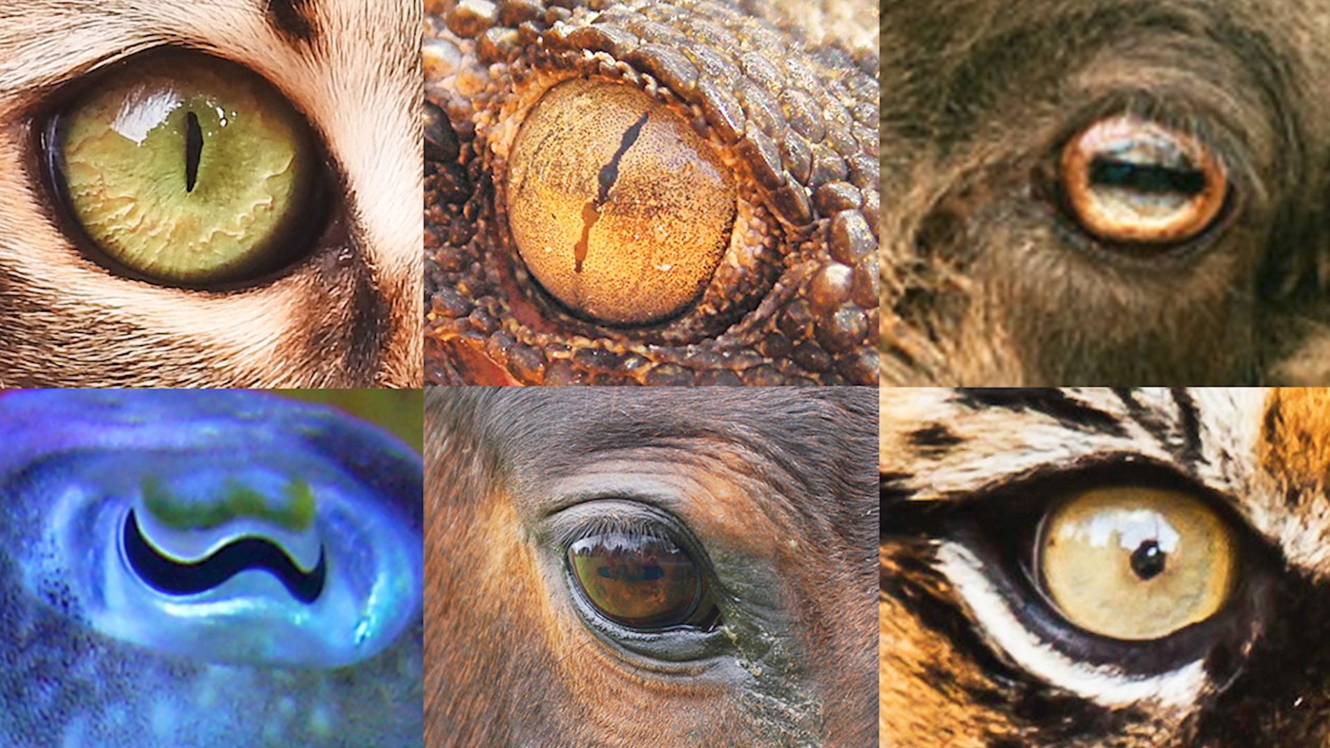 Animals' Pupil Shape is Based on Whether They're a Predator or Prey