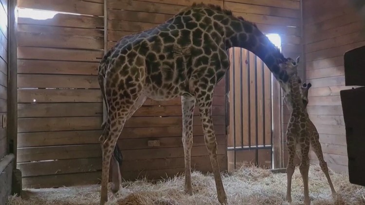 This Baby Giraffe is Adorable
