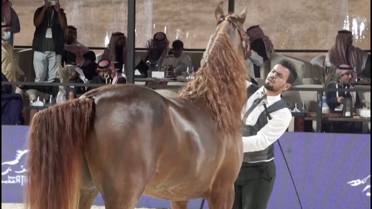 Horses Compete in a Beauty Pageant in Saudi Arabia