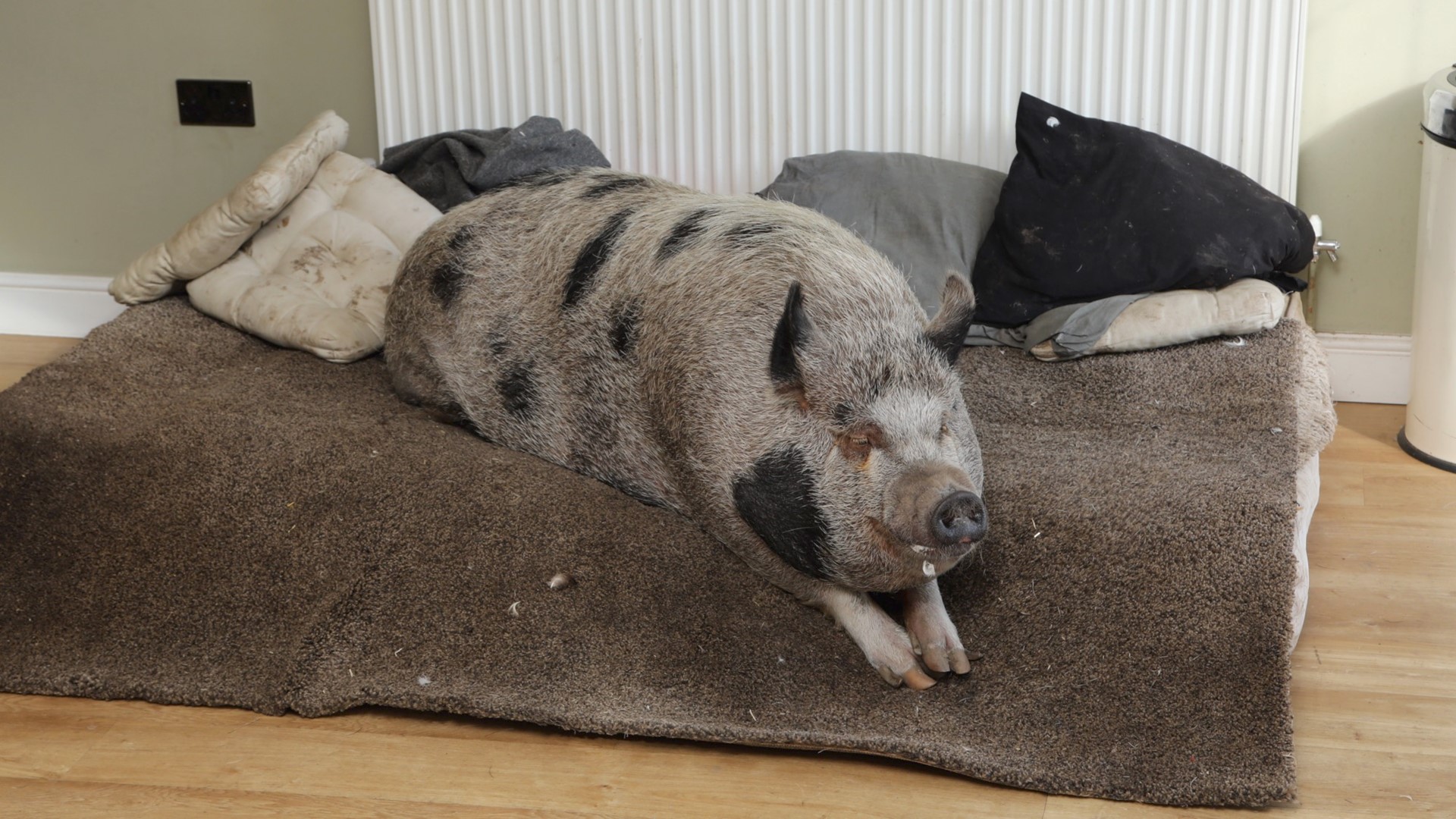 Ленивая свинья
