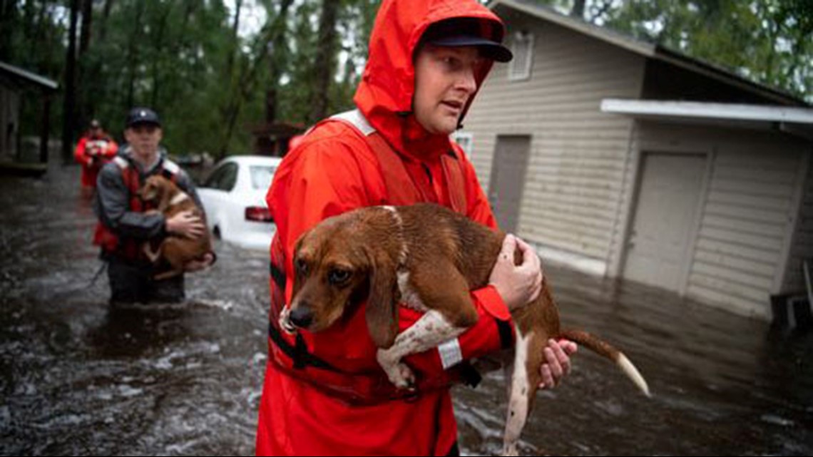 Coast Guard rescues boatful of beagles from Florence 