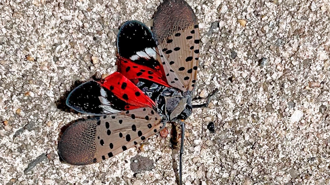 States issue kill orders for invasive spotted lanternfly - Vimarsana News