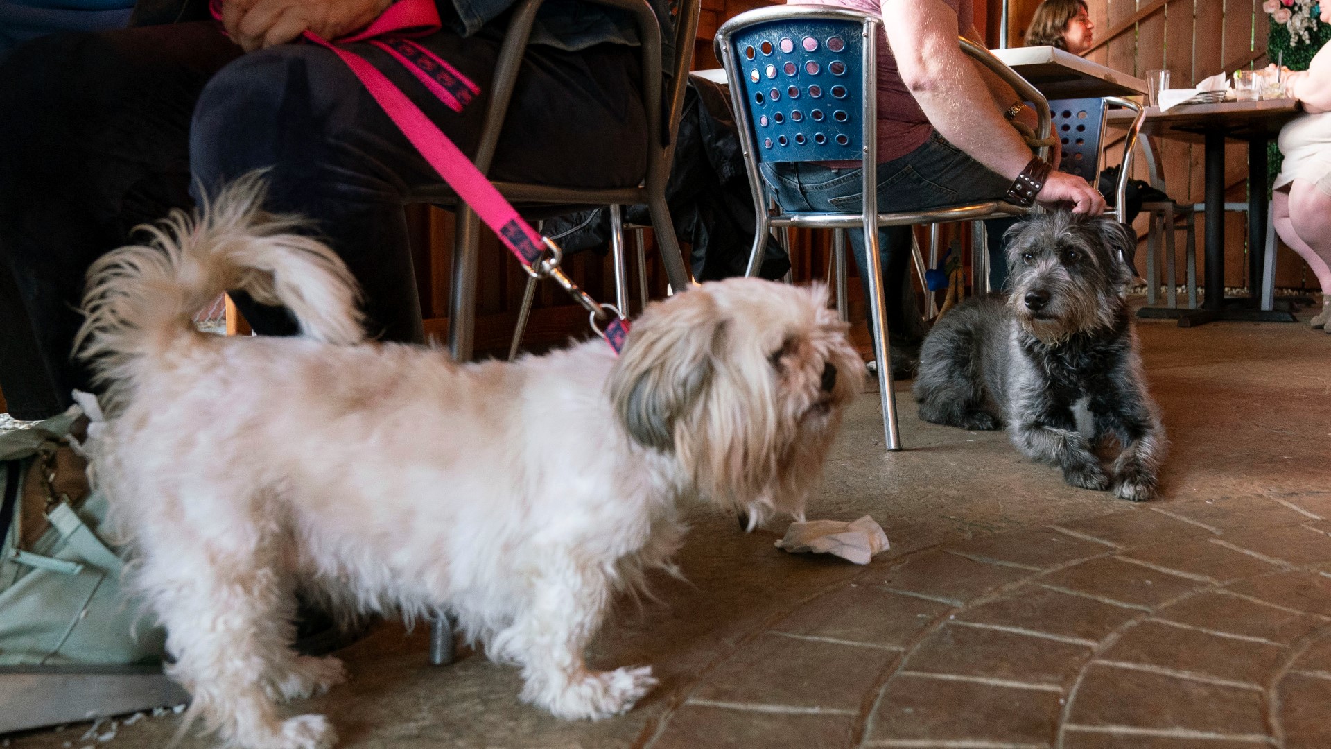 Dining with dogs: FDA gives official OK on restaurant patios