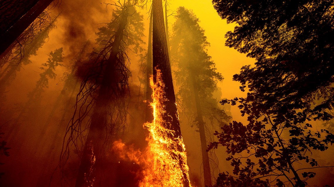 California wildfires may have killed hundreds of giant sequoias - Vimarsana News