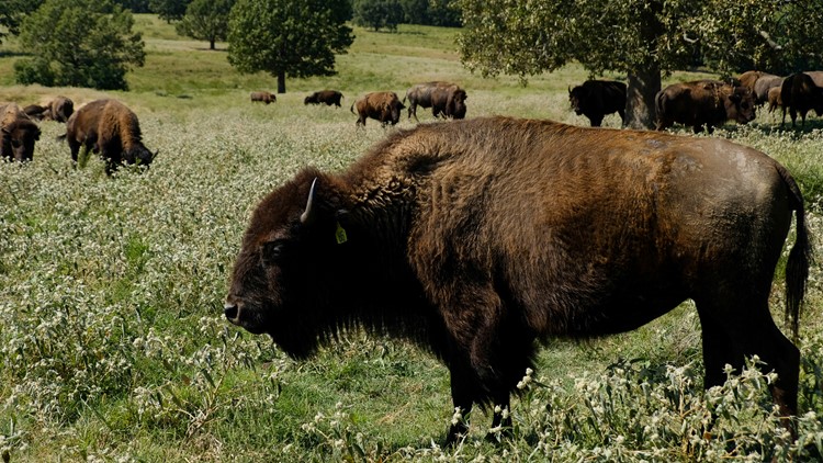 Bison's relocation to Native lands revives a spiritual bond