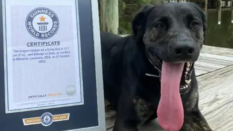 Dog secures longest tongue record: 'She might slobber on you'