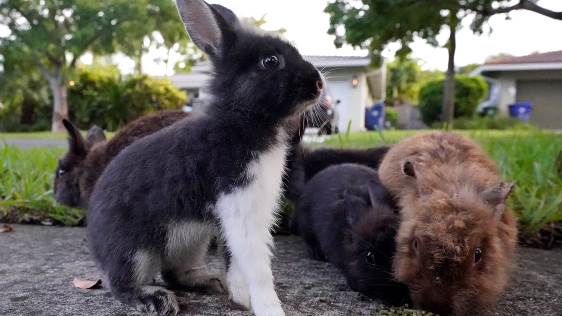 Florida neighborhood hops with invasive lionhead rabbits - Vimarsana News