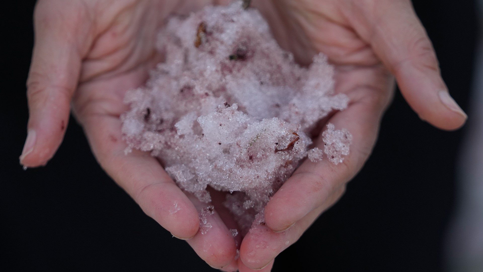 Watermelon Snow and Palm-Size Snowflakes: Exciting Facts About Snow