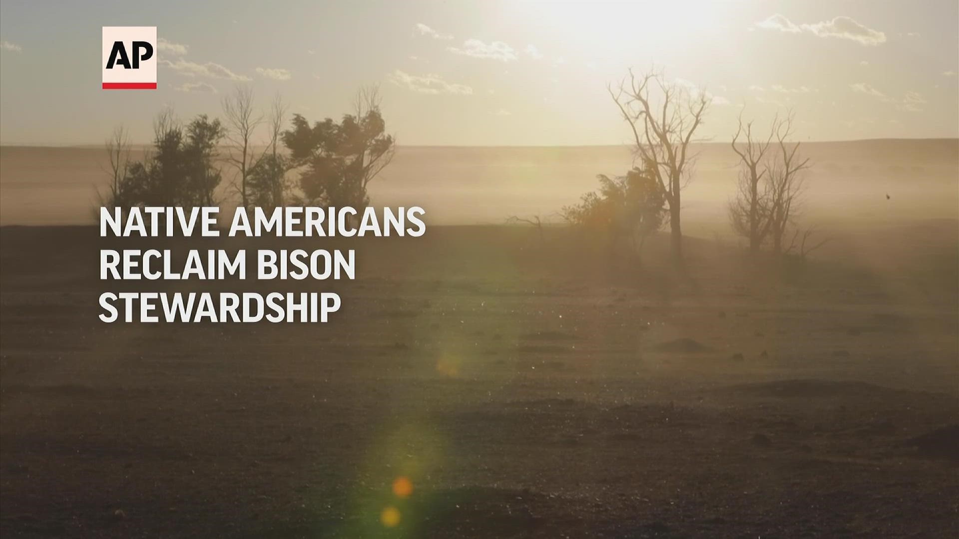 From South Dakota and Oklahoma to Alaska and Alberta, Indigenous groups in the U.S. and Canada are leading efforts to restore bison across North America.