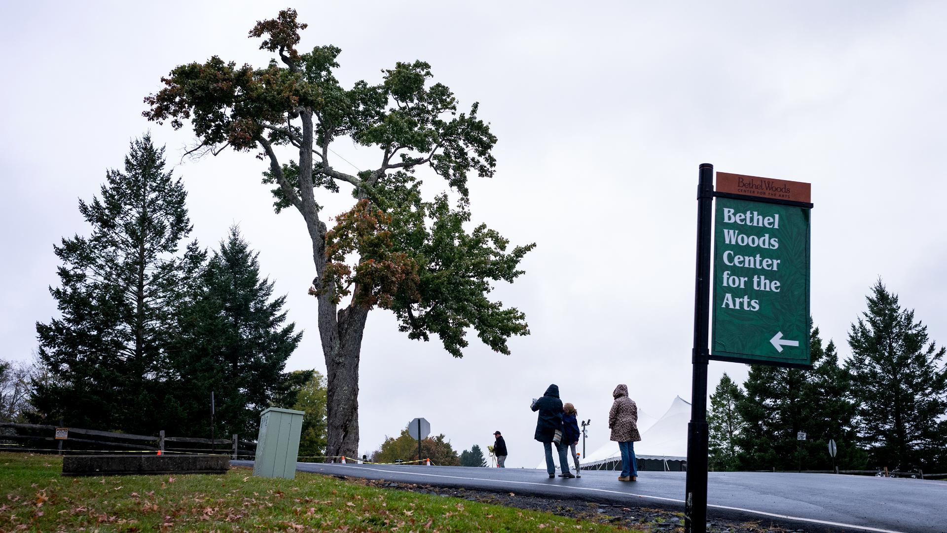 Woodstock's 'Message Tree' cut down over safety concerns | 13newsnow.com