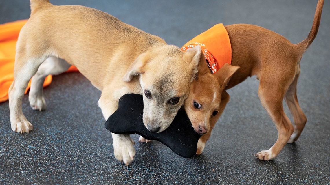 Puppy Named Apple Sets Aspca Relocation Milestone 13newsnow Com