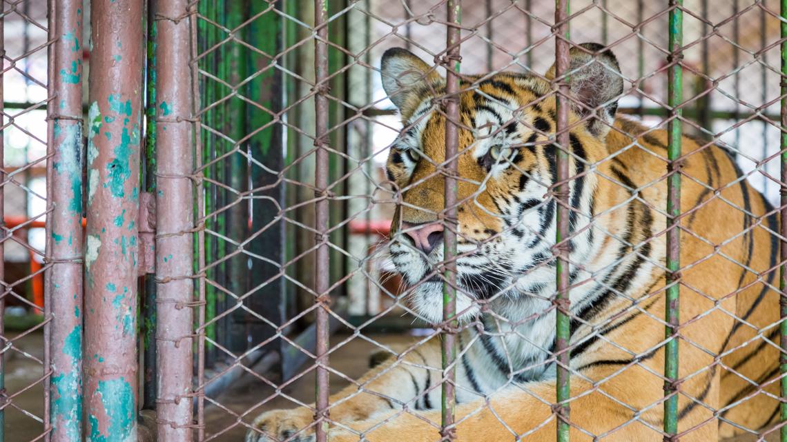 Tiger fatally attacks handler at Oklahoma preserve | 13newsnow.com