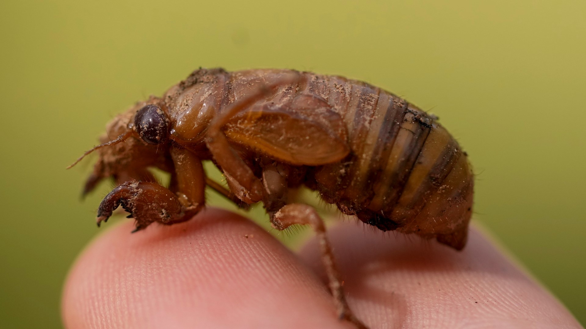 スミス M.S.L.C Brown Cicada 10 cc9a7446-84ac-43c5-95fc-