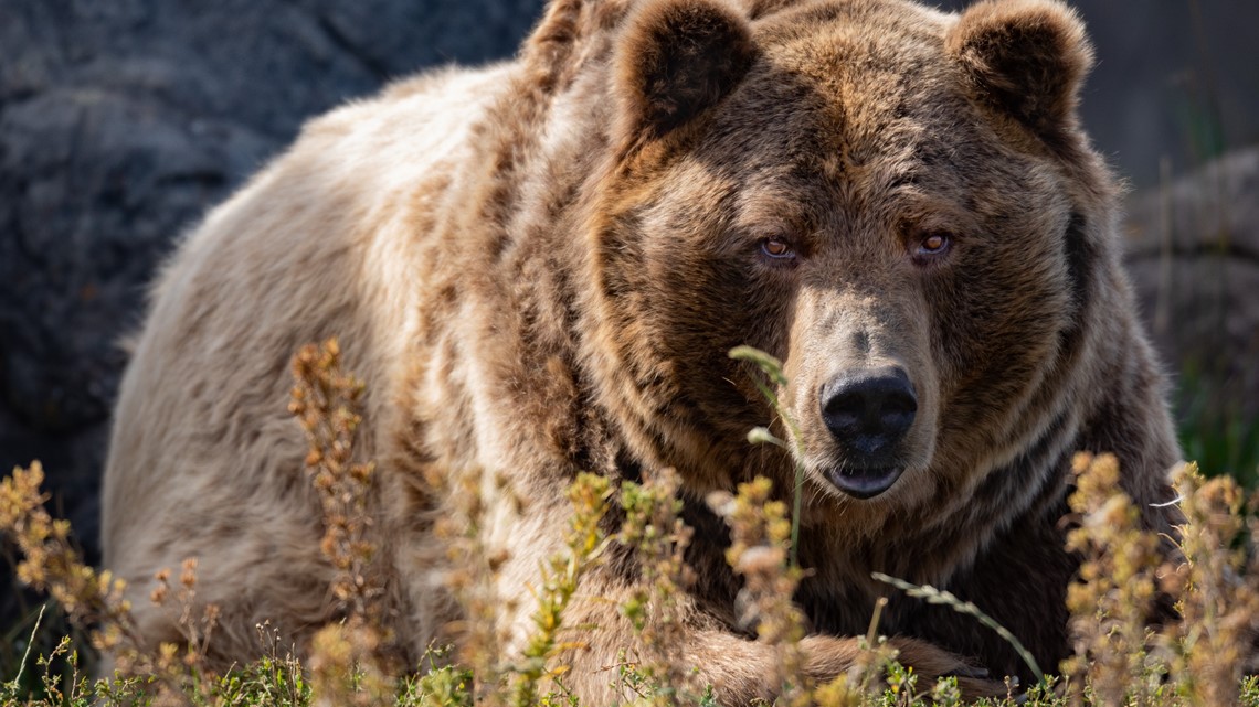 Grizzly Bear Attack: College Wrestlers Survive Wyoming Mauling ...