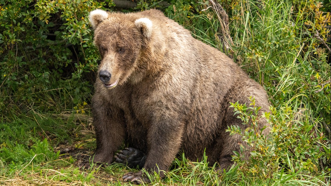 Who won Fat Bear Week 2023? | 13newsnow.com - Vimarsana News