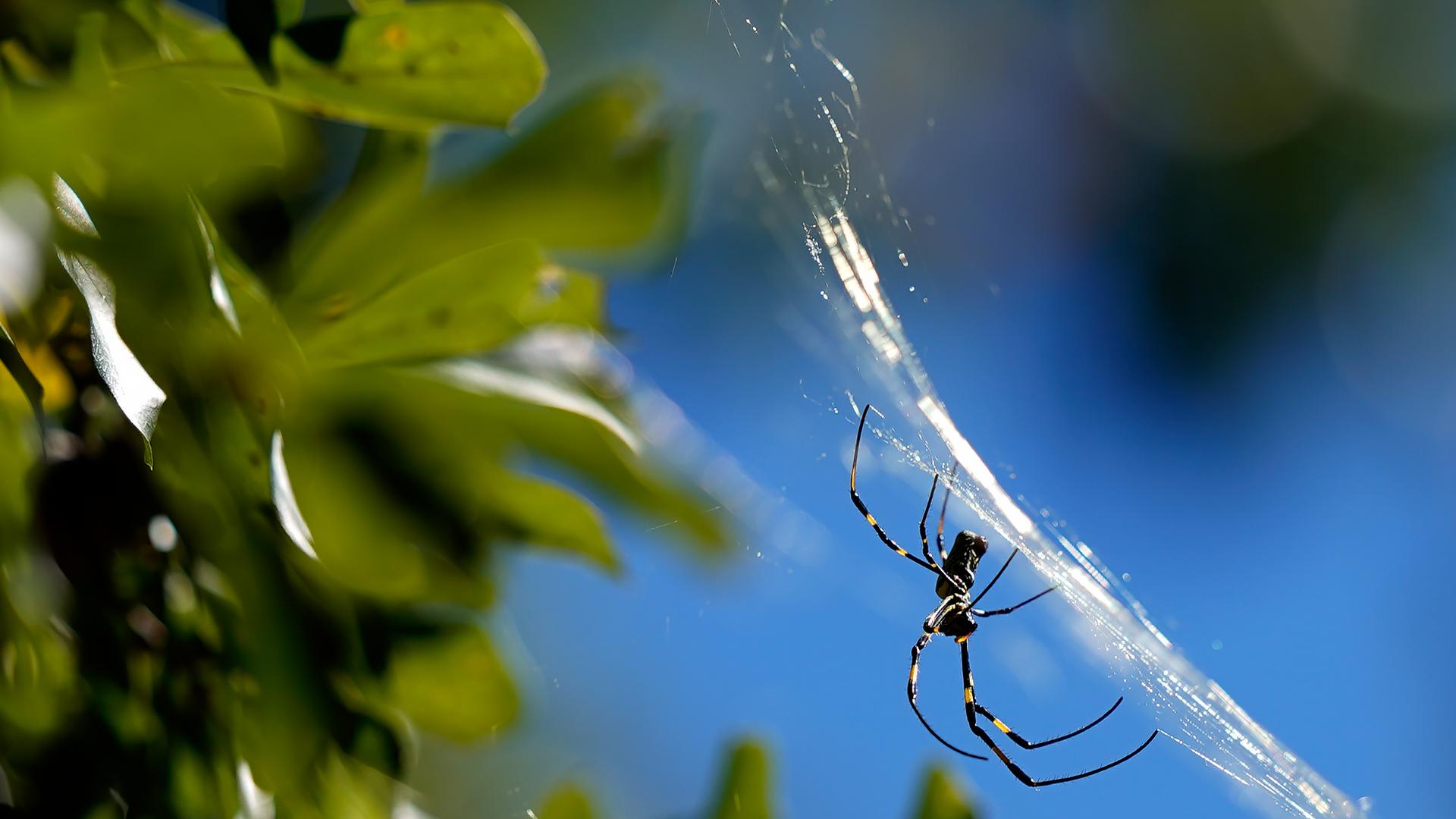 Here's what experts think about invasive Joro spiders | 13newsnow.com