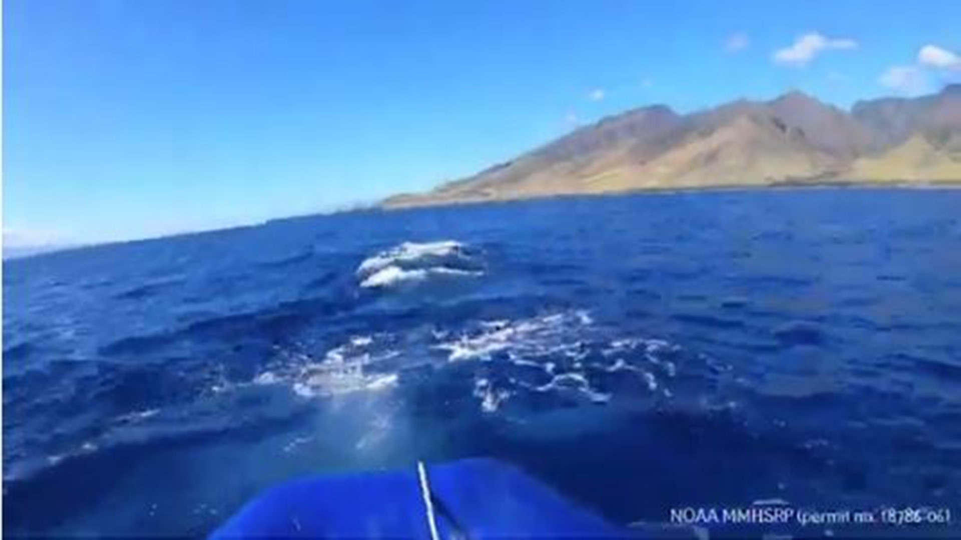 A yearling humpback whale off Hawaii has been freed from a life-threatening entanglement in mooring gear.