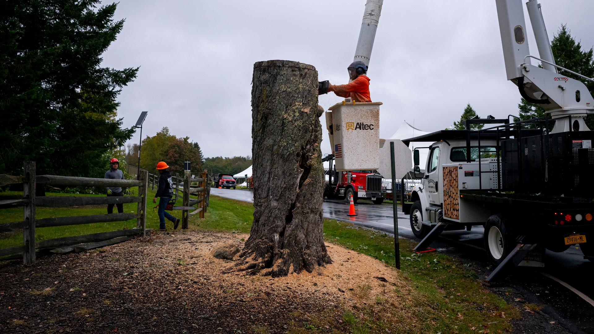 Woodstock's 'Message Tree' cut down over safety concerns