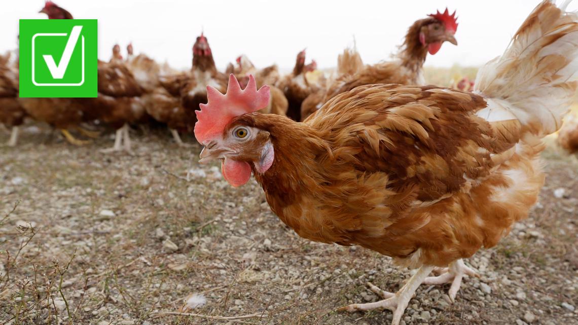 Bird flu drives free-range chickens indoors - Vimarsana News