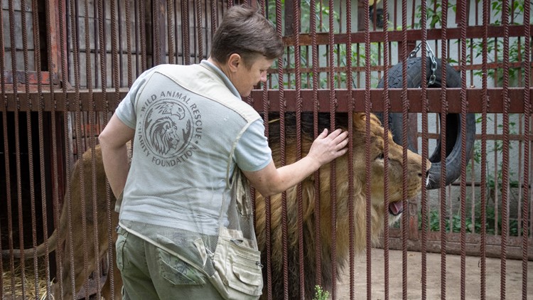 'No one can help them': Ukrainian risks her life to rescue wild animals from war