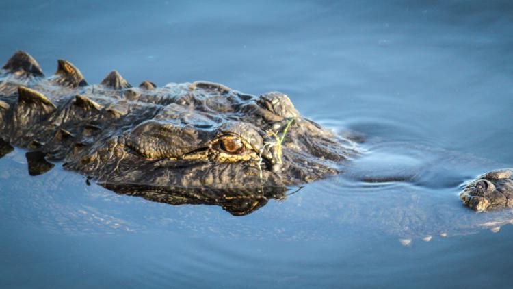 Alligator kills person near Myrtle Beach, police say