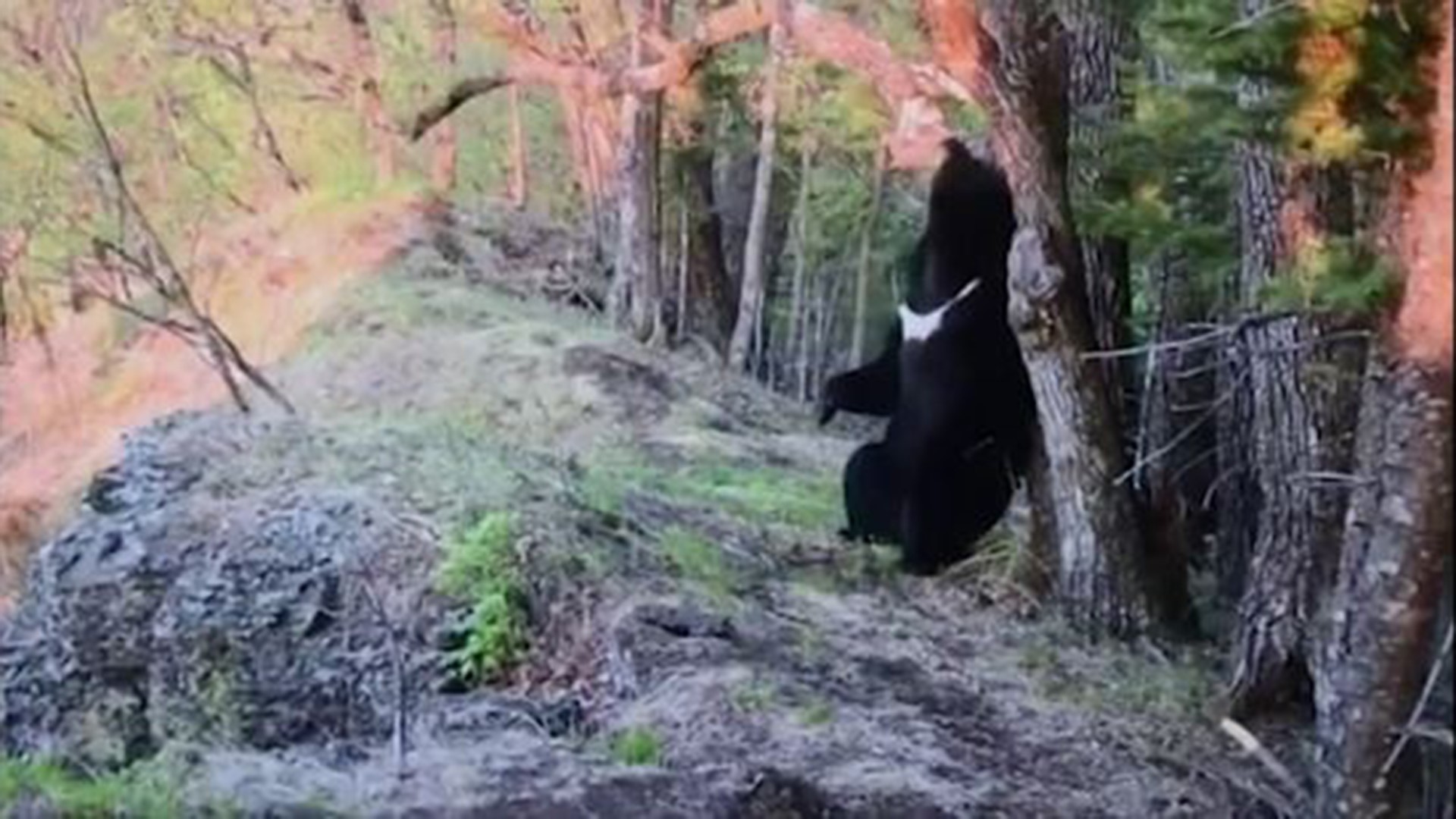 Black bear caught on camera scratching back before it bites camera