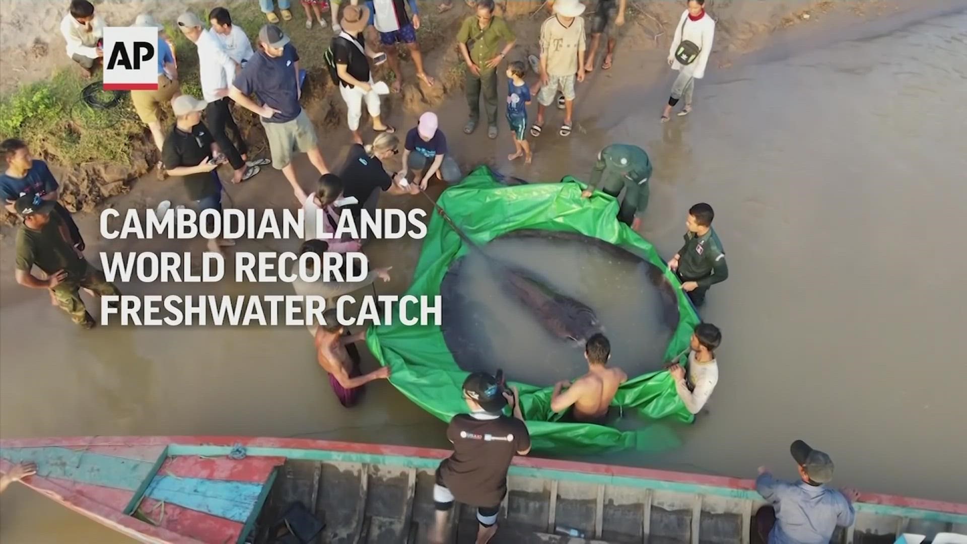 WATCH: Scientists say this 13-foot stingray is the largest freshwater fish caught on record.