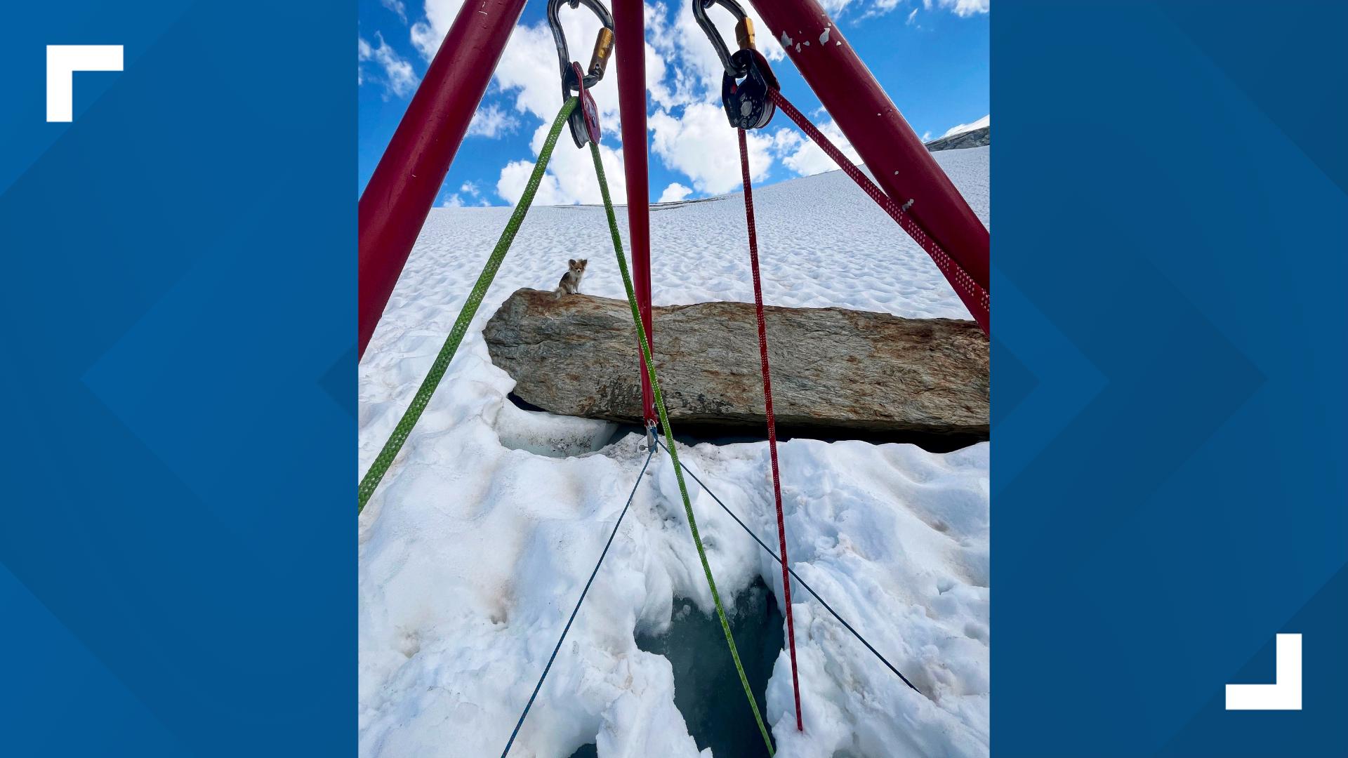 O Save Owner Chihuahua helps rescuers save owner on Swiss glacier | 13newsnow.com
