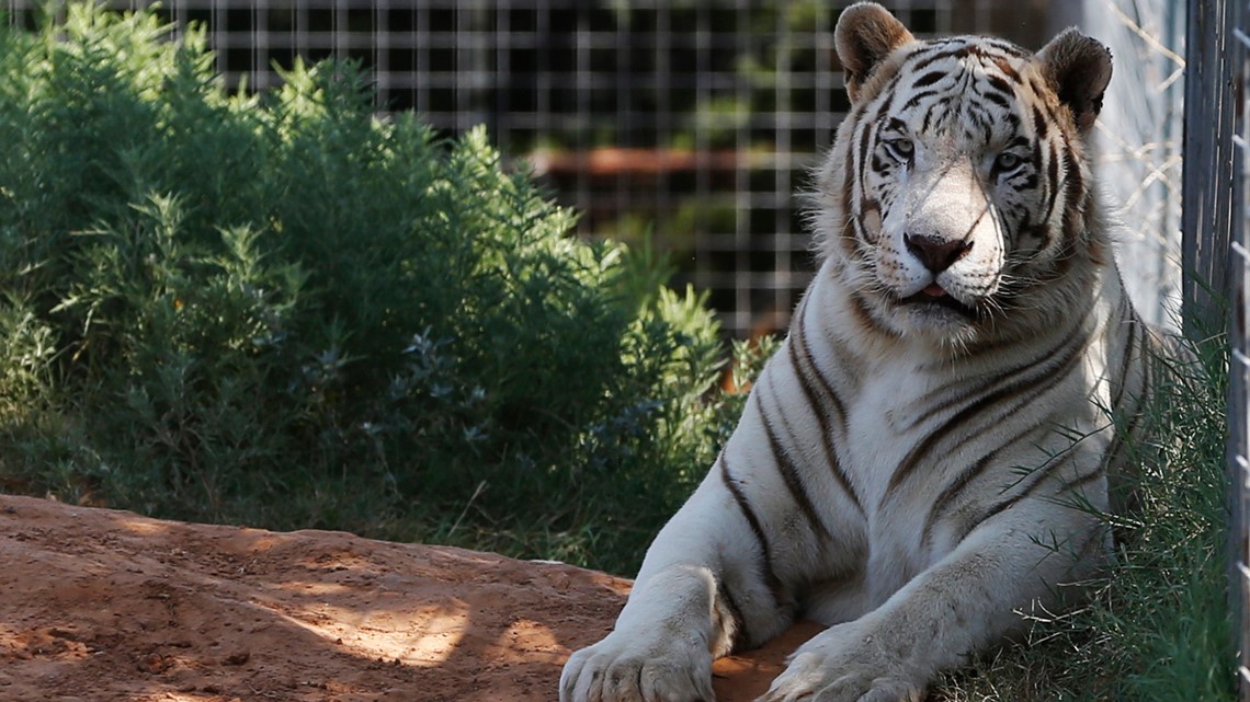 'Tiger King' star Jeff Lowe, wife willing to give up big cats - Vimarsana News