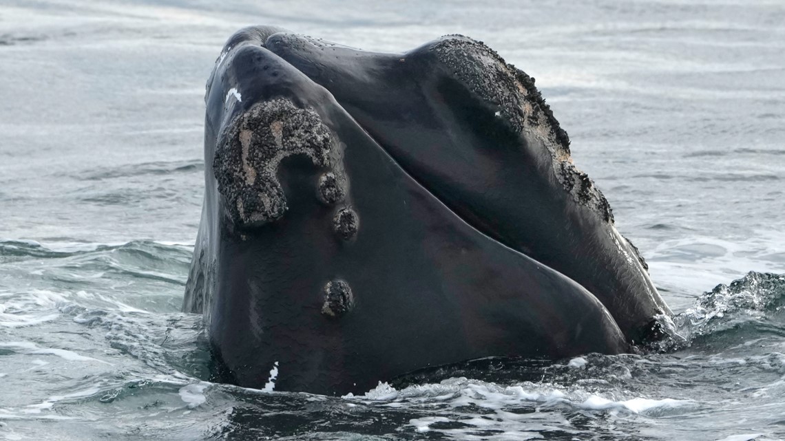 Endangered Species Act: Landmark law saved whales through changes - Vimarsana News
