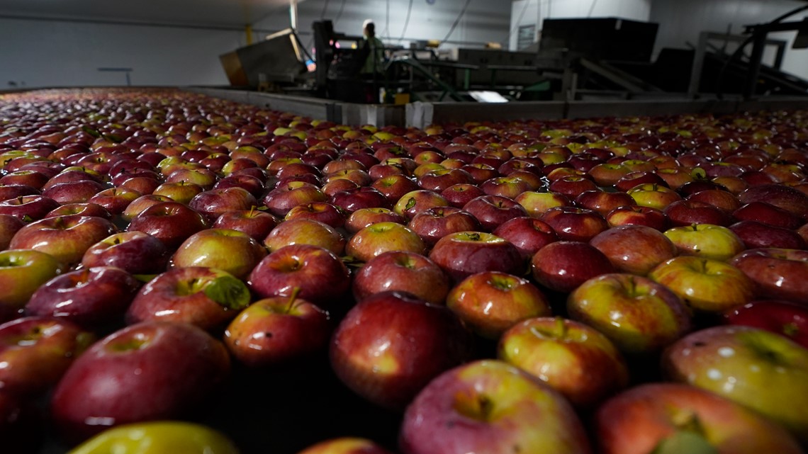 Preventing food waste with science now a 'big interest' - Vimarsana News