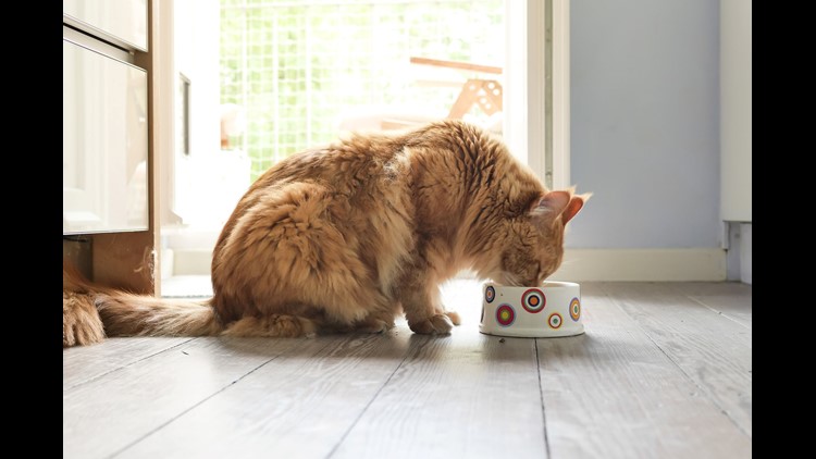 popular cat food 9lives recalled for missing essential