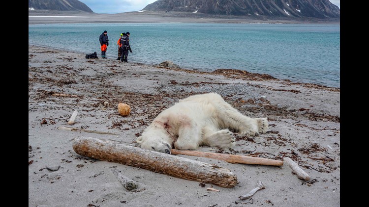 polar bear shot dead in arctic after injuring cruise ship worker