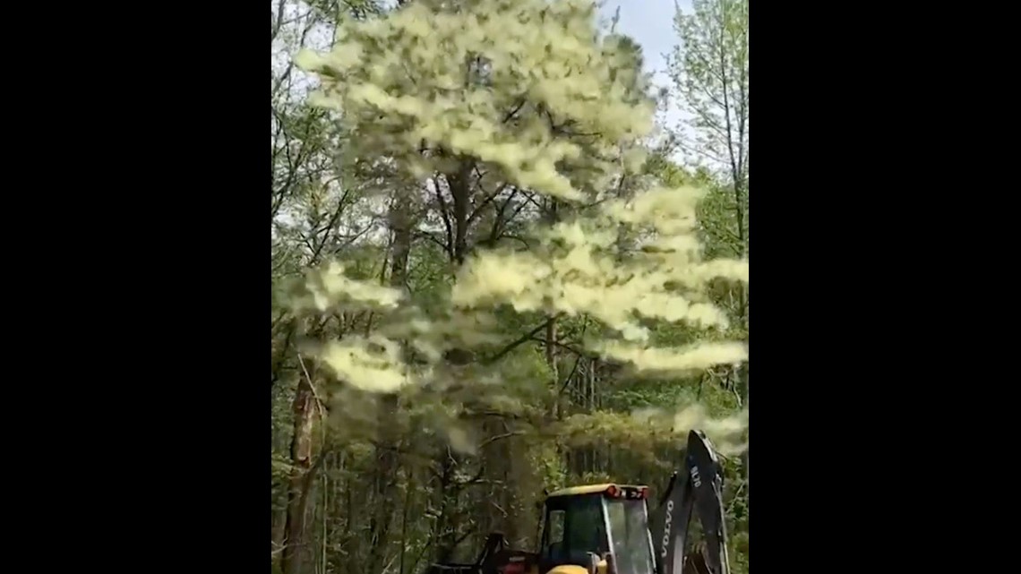 This Massive Pollen Cloud In New Jersey Reminds Us Its Allergy Season 13newsnow Com