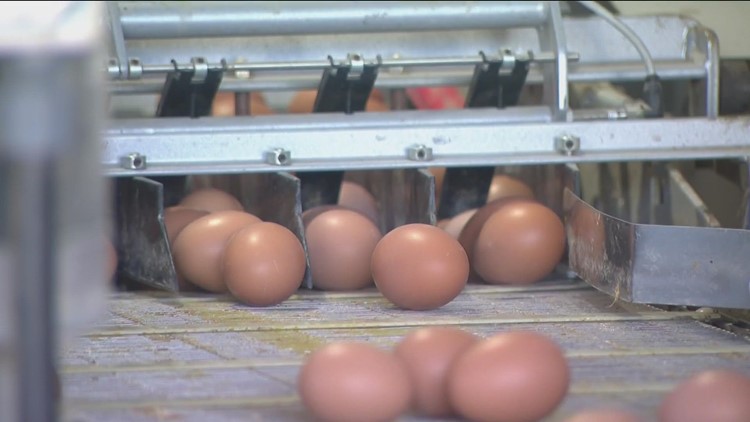 Smuggling eggs into the US? Think twice or face fines