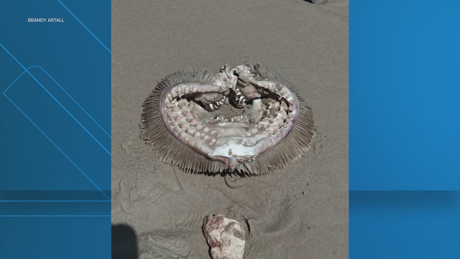 A woman asked Facebook users if anyone knew what the creature is. "That's a big pile of nope is what that is," one wrote. "Death!!! RUN!!" said another.