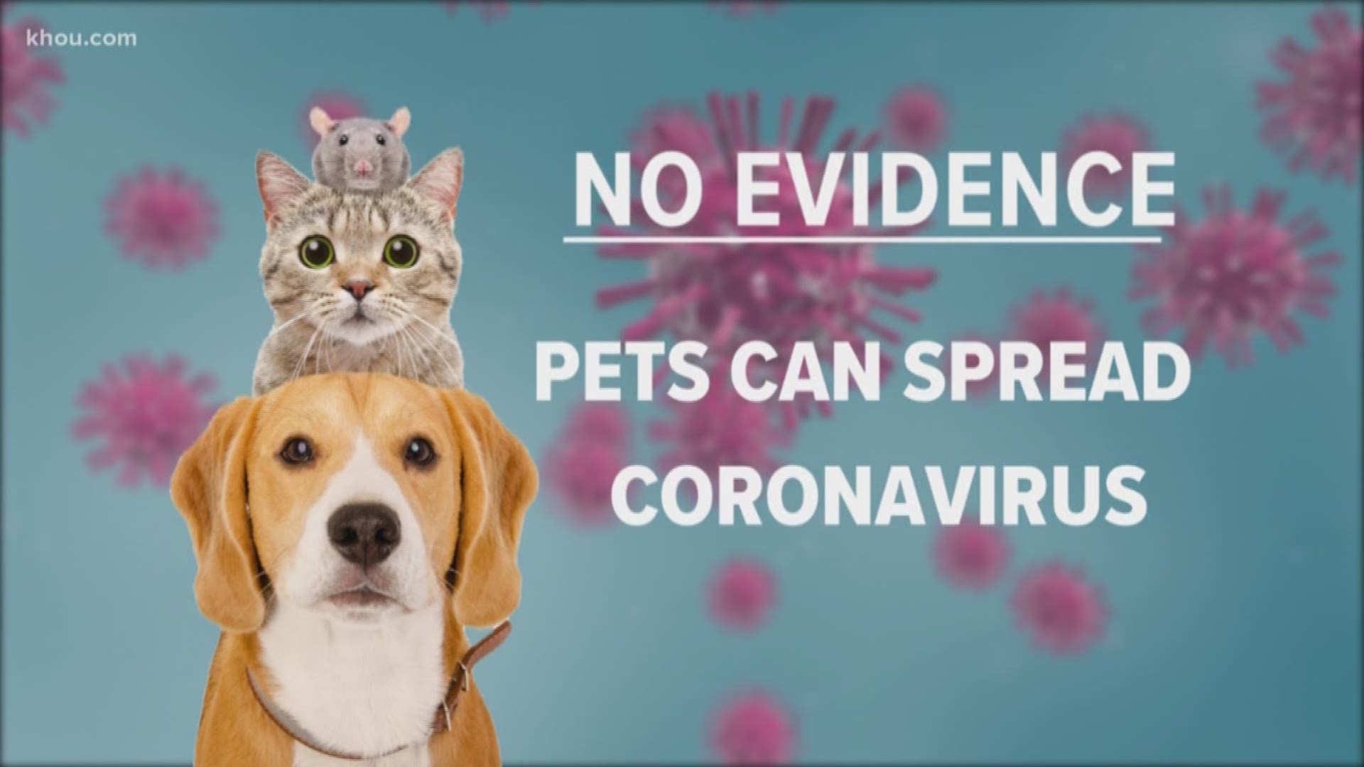 Here is what our friends at Houston Humane Society want pet owners to know about coronavirus.