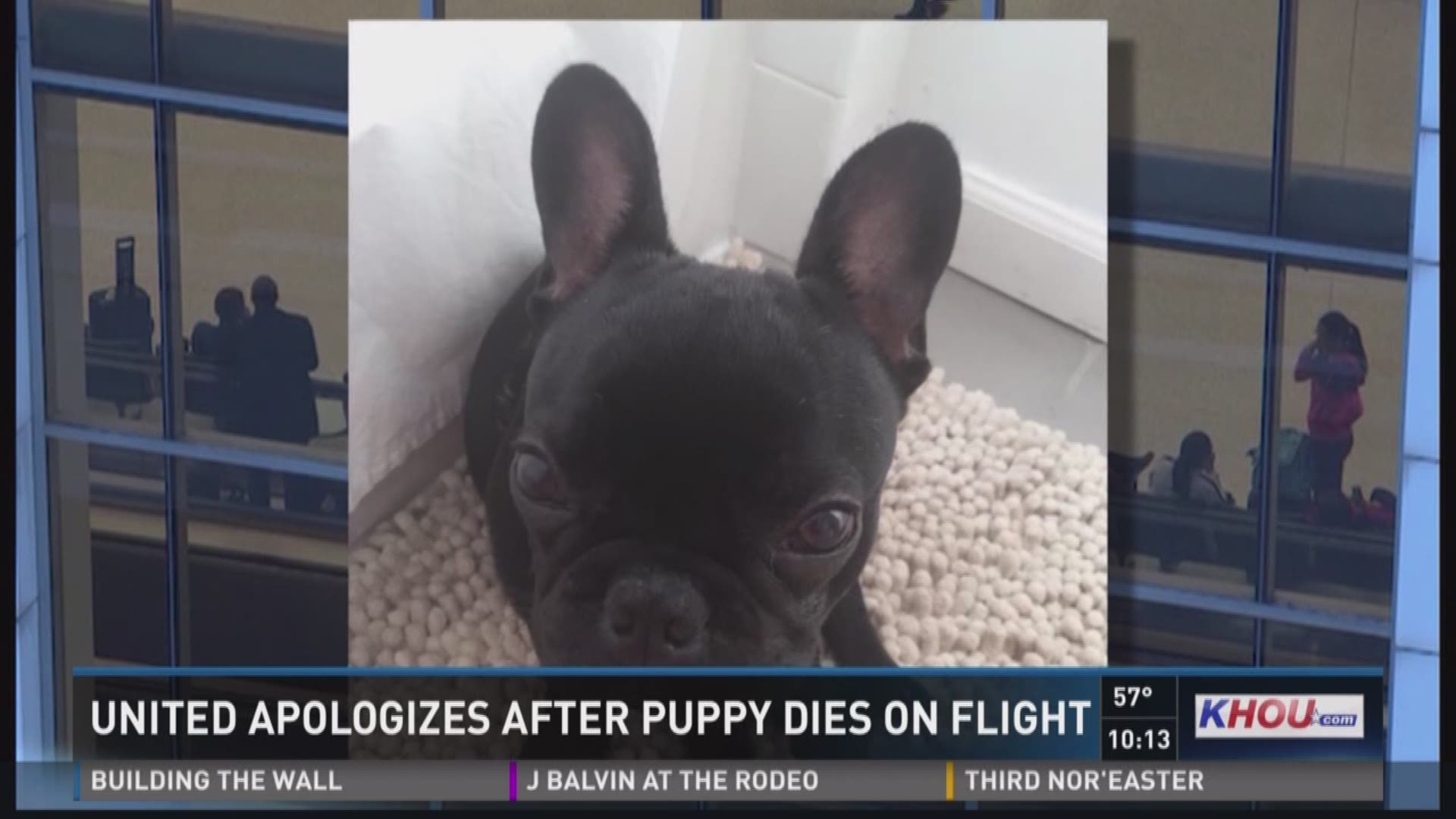 United Airlines Pet Travel Policy