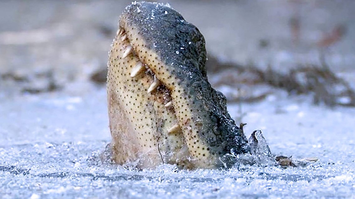 Alligators freeze in North Carolina swamp with noses above 