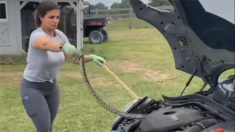 'I'm not trying to hurt you' | Houston mom gets snake out from under hood of daughter's car