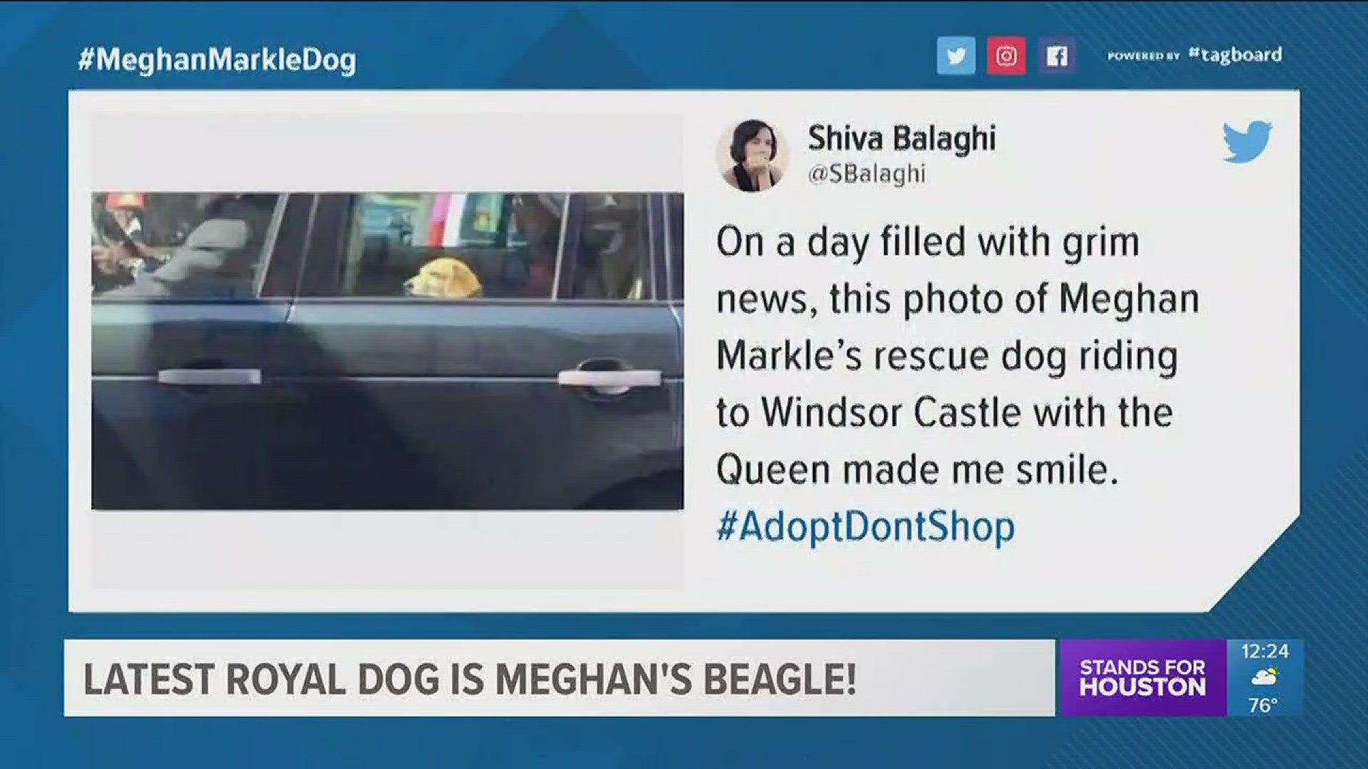 The latest royal dog is not a corgi; he's a beagle rescued in the USA